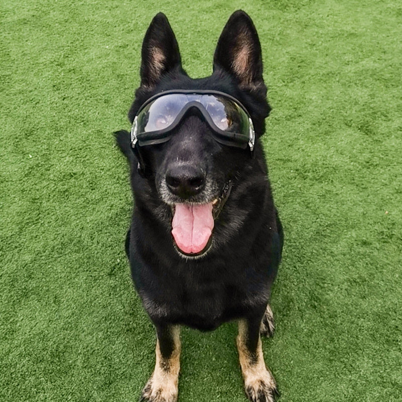 Large Dog Sunglasses