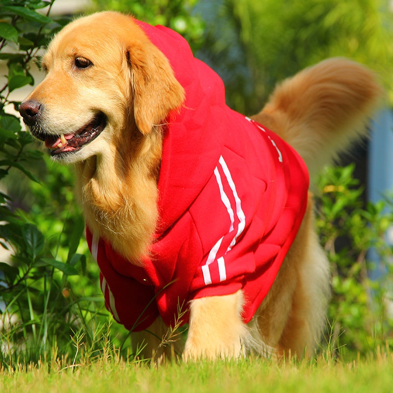 Dog Hoodie