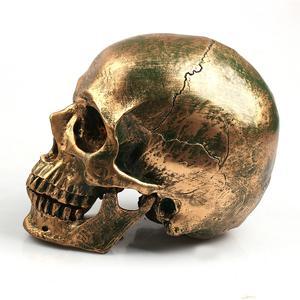 Resin skull