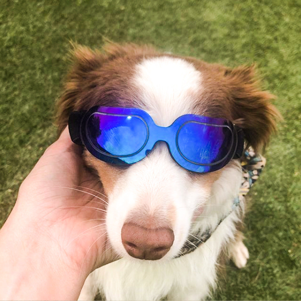 Pet sunglasses