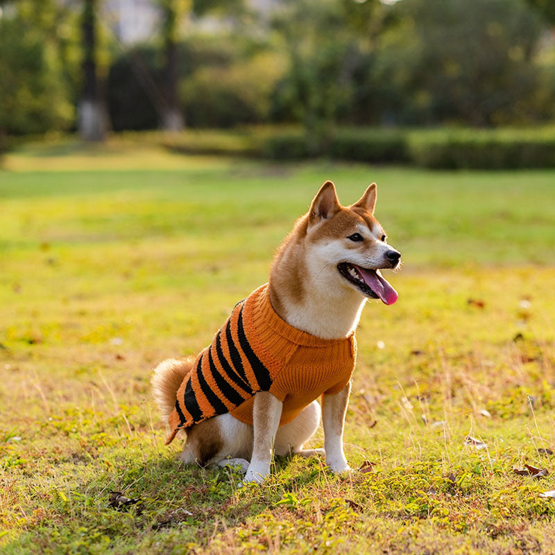 Halloween Dog Sweater