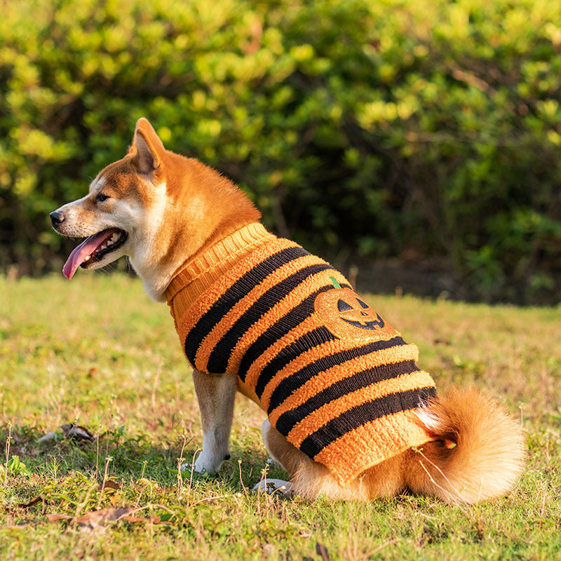 Halloween Dog Sweater